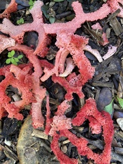 Clathrus ruber