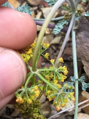 Lomatium bicolor
