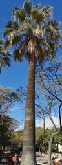Phoenix canariensis