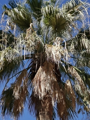 Phoenix canariensis