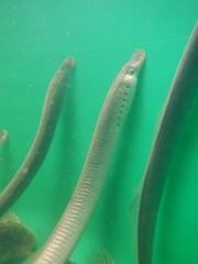 Lampetra planeri