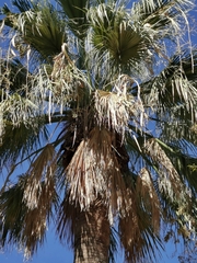 Phoenix canariensis