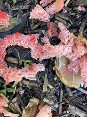 Clathrus ruber