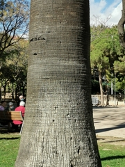 Phoenix canariensis