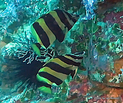 Amphichaetodon howensis