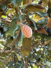 Magnolia grandiflora