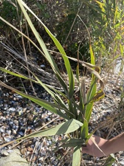 Spinifex hirsutus