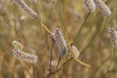Poaceae