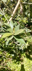 Buddleja saligna