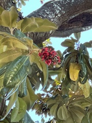 Magnolia grandiflora