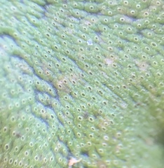 Marchantia polymorpha image