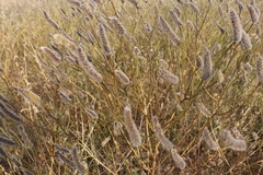 Poaceae