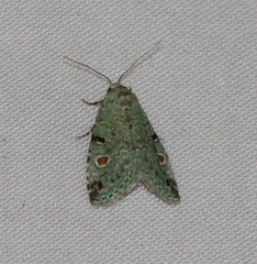 Maliattha concinnimacula