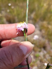 Lachnaea globulifera globulifera