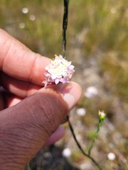 Lachnaea globulifera globulifera