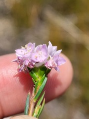 Lachnaea globulifera globulifera