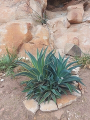 Agave desmettiana