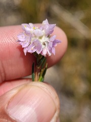 Lachnaea globulifera globulifera