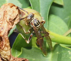 Mischocyttarus mexicanus