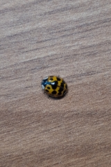 Harmonia axyridis