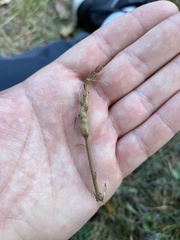 Pseudoneuroterus macropterus