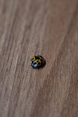 Harmonia axyridis