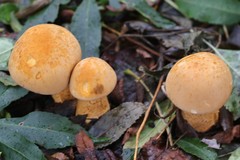 Cystoderma aureum