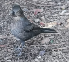 Turdus merula