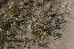 Pharnaceum aurantium