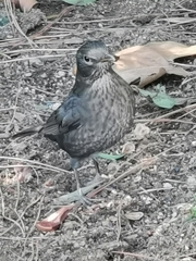 Turdus merula