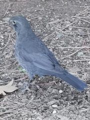 Turdus merula