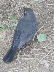 Turdus merula