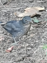 Turdus merula