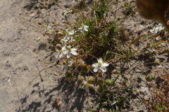 Pharnaceum aurantium