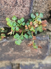 Asplenium ruta-muraria