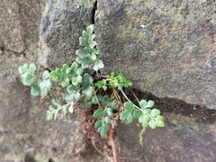 Asplenium ruta-muraria