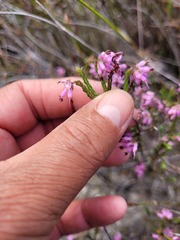 Erica inaequalis
