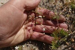 Pharnaceum aurantium