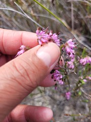 Erica inaequalis