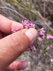 Erica inaequalis