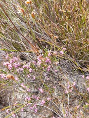 Erica inaequalis
