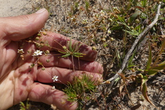 Pharnaceum aurantium