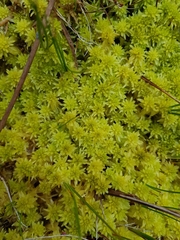 Sphagnum falcatulum