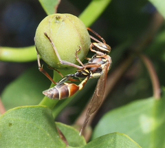 Mischocyttarus mexicanus