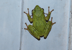 Pseudophilautus amboli