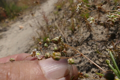 Pharnaceum aurantium