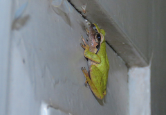 Pseudophilautus amboli