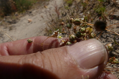 Pharnaceum aurantium