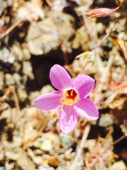 Leptosiphon ambiguus