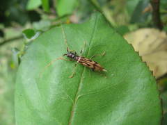 Heterachthes flavicornis